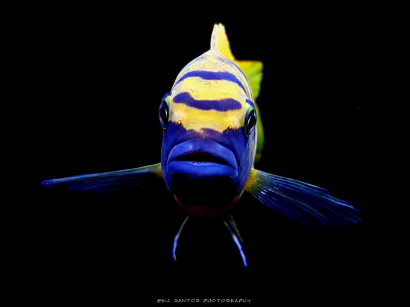 Maylandia sp. 'zebra gold' Kawanga